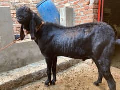 breeder goat for sale