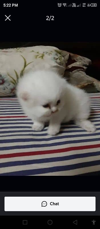 persian cat for sell age 2 month  urgent sell 1