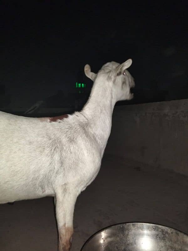 beautiful bar barri goats, sheep,Rajan Puri bakra 0