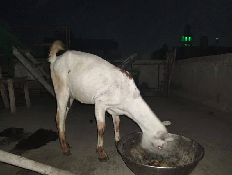 beautiful bar barri goats, sheep,Rajan Puri bakra 1