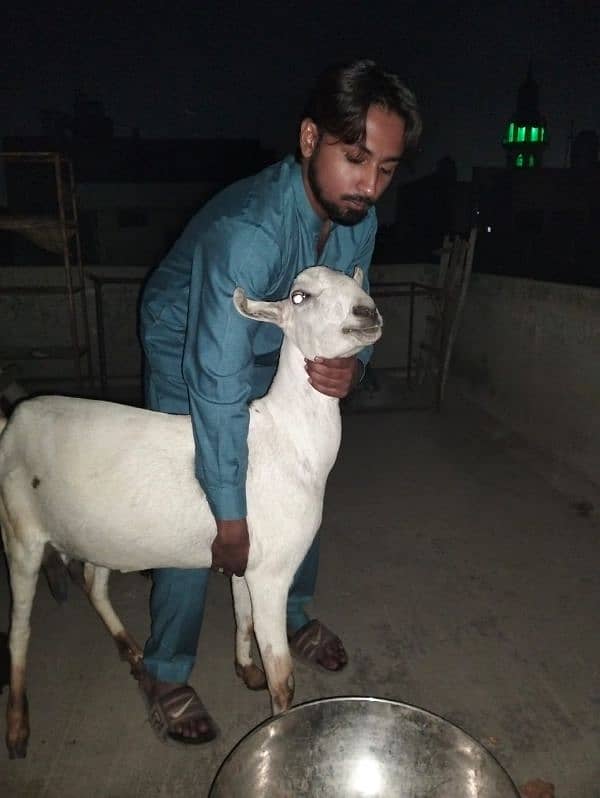 beautiful bar barri goats, sheep,Rajan Puri bakra 4