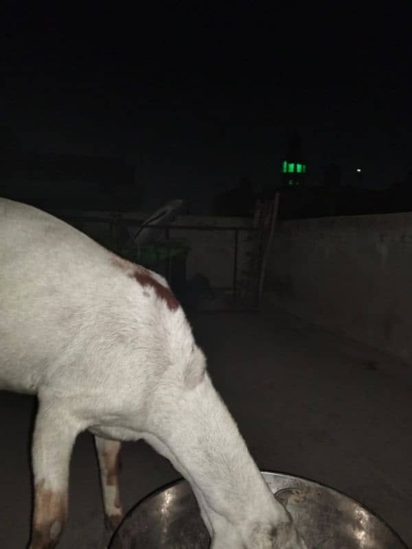 beautiful bar barri goats, sheep,Rajan Puri bakra 5