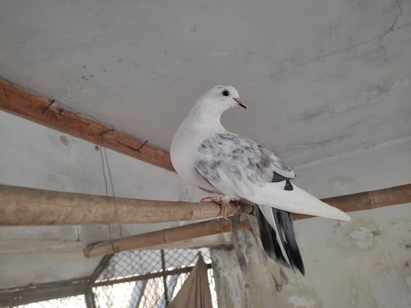 grey lakah for sale 2