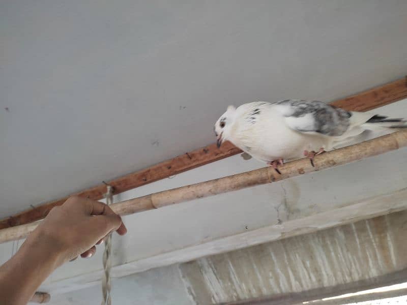 grey lakah for sale 3