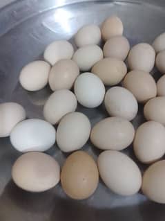 pure desi golden eggs available