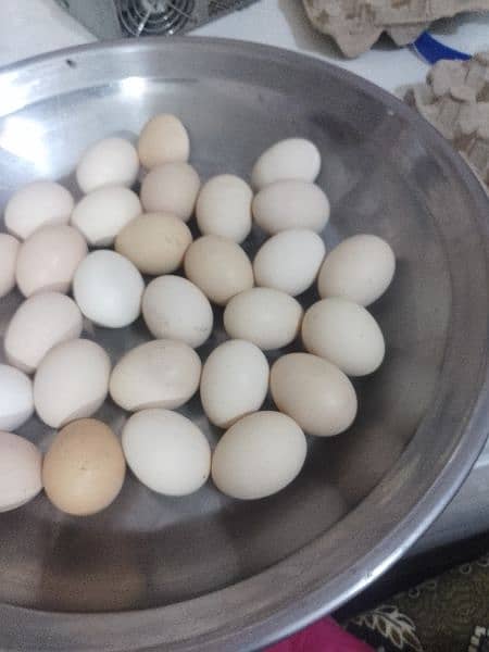 pure desi golden eggs available 1