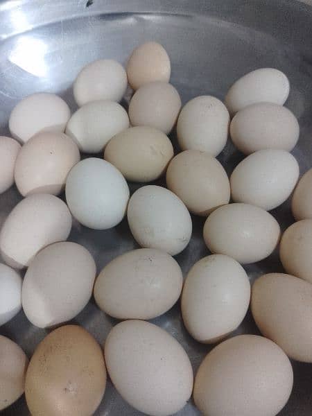 pure desi golden eggs available 2