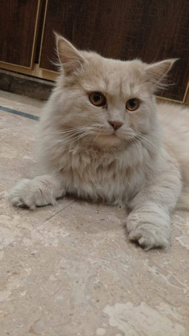 Persian kitten triple coated 5