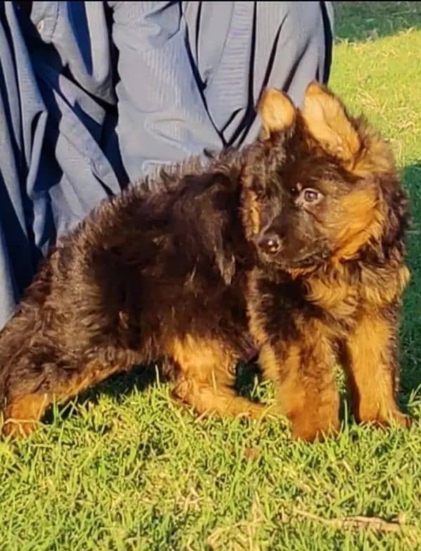 German Shepherd puppies 03263607292 1