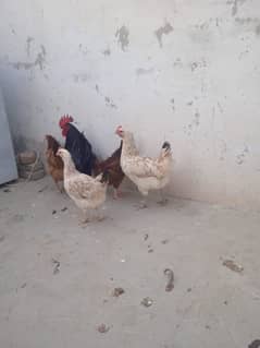 golden misri anday wali murghian for sale