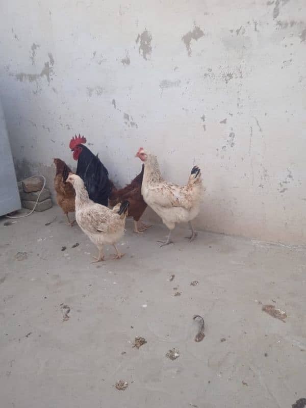 golden misri anday wali murghian for sale 0