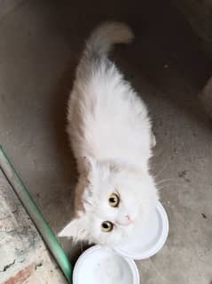 Persian  female cat