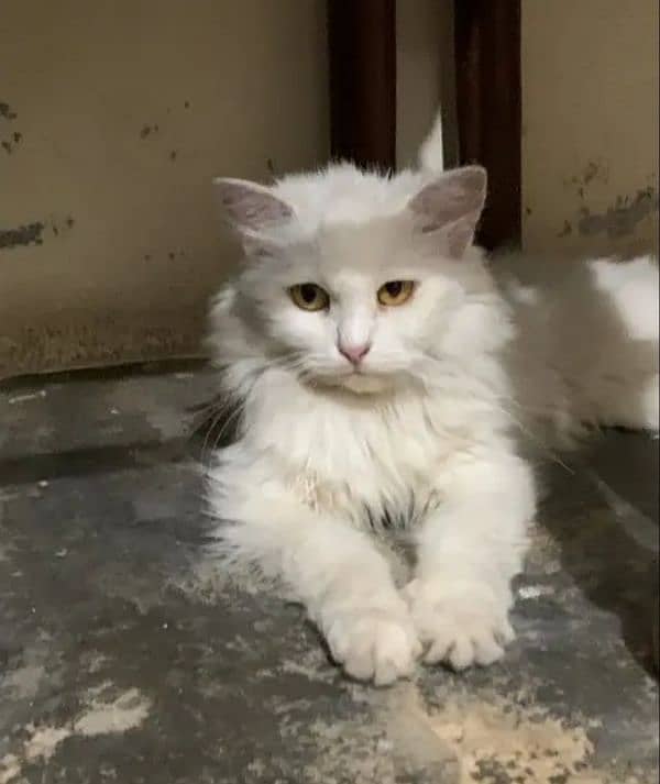 Persian  female cat 3