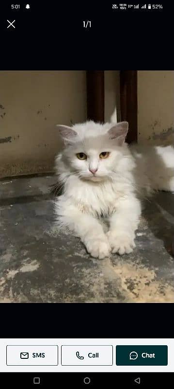 Persian  female cat 4