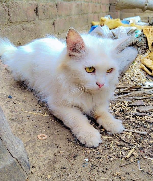 Persian  female cat 5