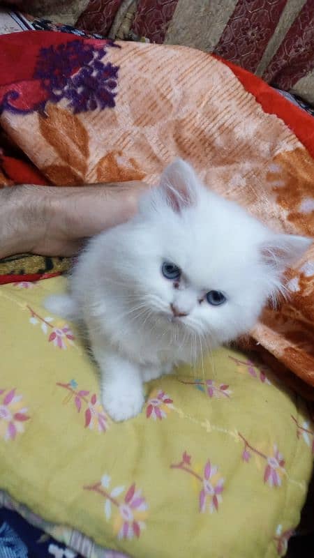 Persian Kitten 0