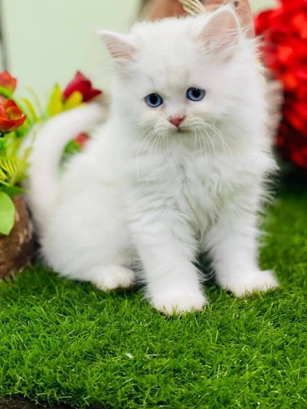 Persian Kitten 4