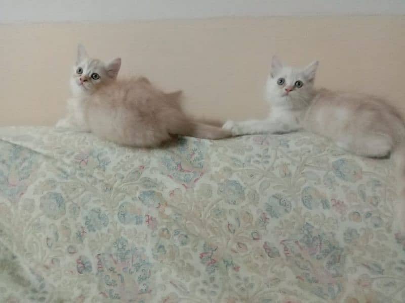 Persian kittens 1