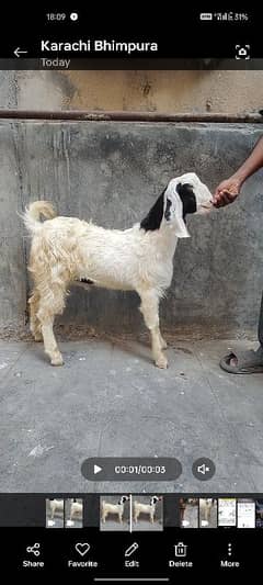 Munda abluck bakra goat for sale qurbani Bakra bakri black white