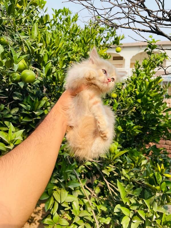 Persian kittens for sale 2