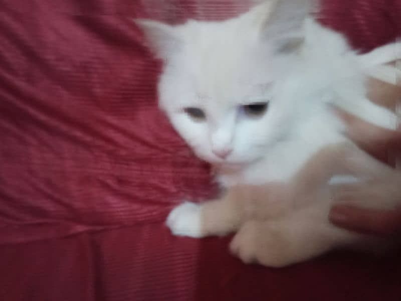 Persian cat for sale 0