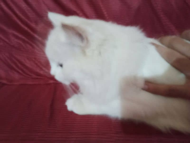 Persian cat for sale 1