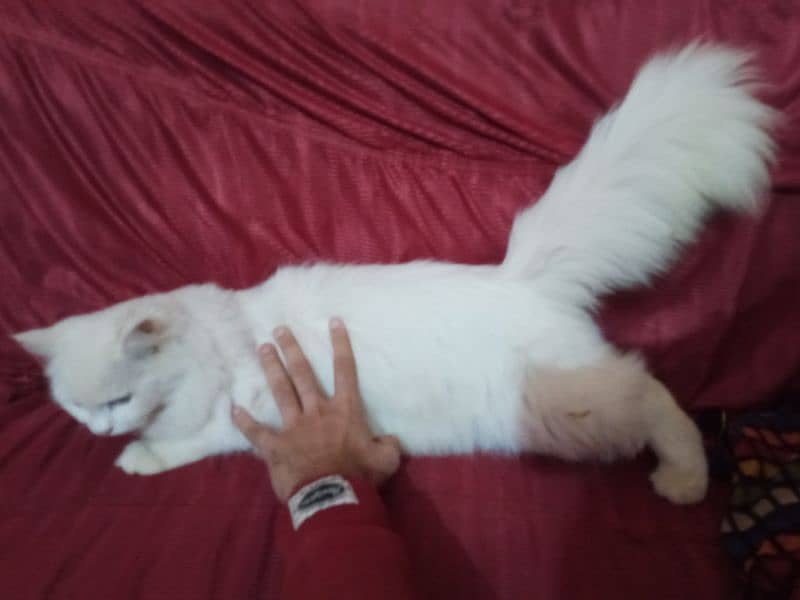 Persian cat for sale 2