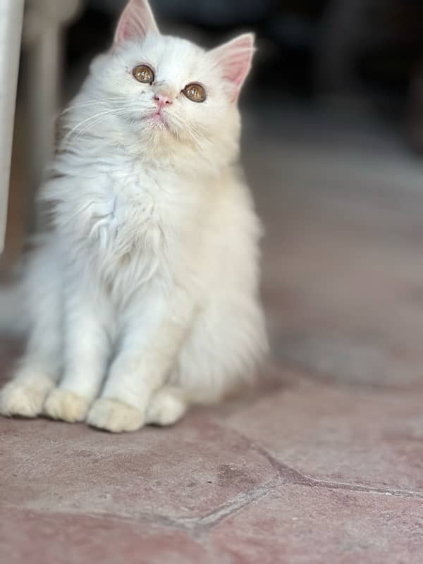 persian kittens pair. 1