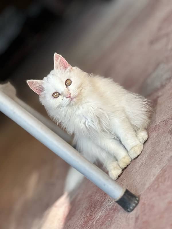 persian kittens pair. 2