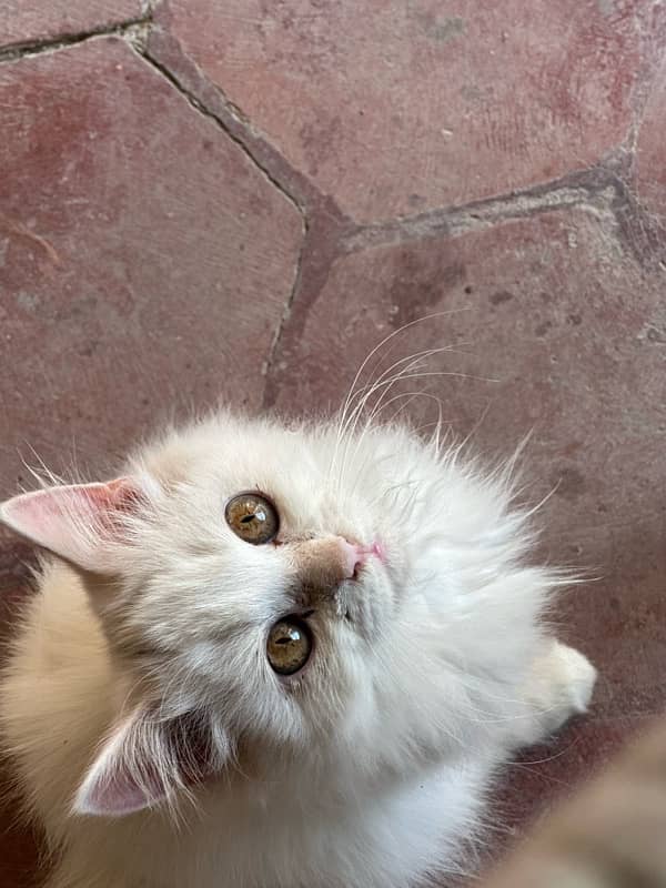 persian kittens pair. 3