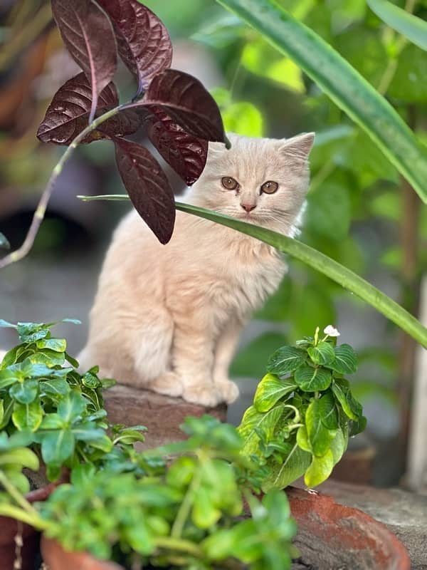 persian kittens pair. 5