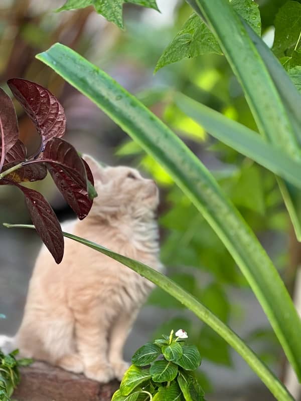 persian kittens pair. 6