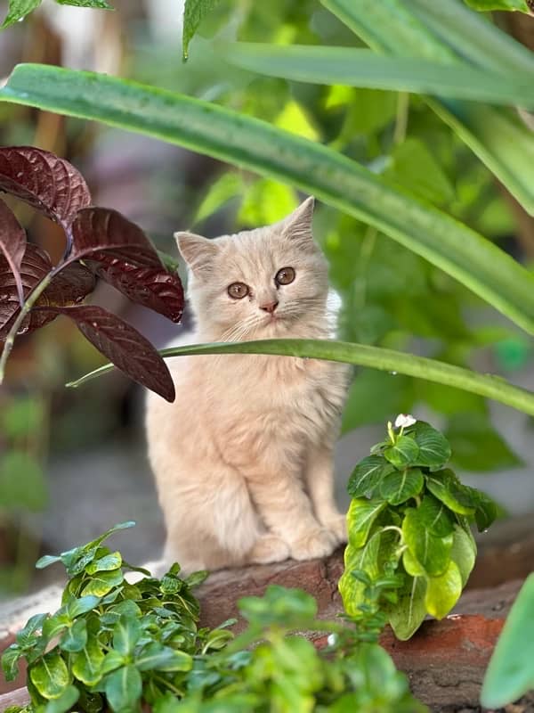 persian kittens pair. 7