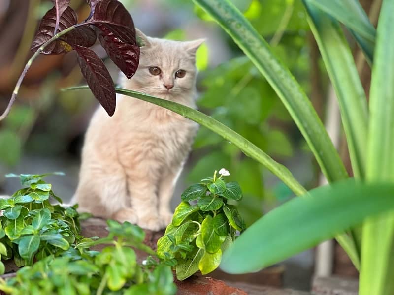 persian kittens pair. 8