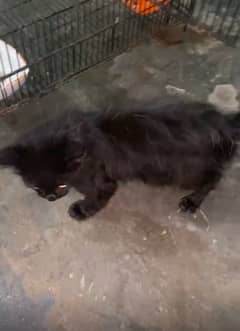 blackpersian cat