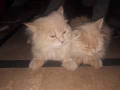 Persian Kitten Triple Coat pair