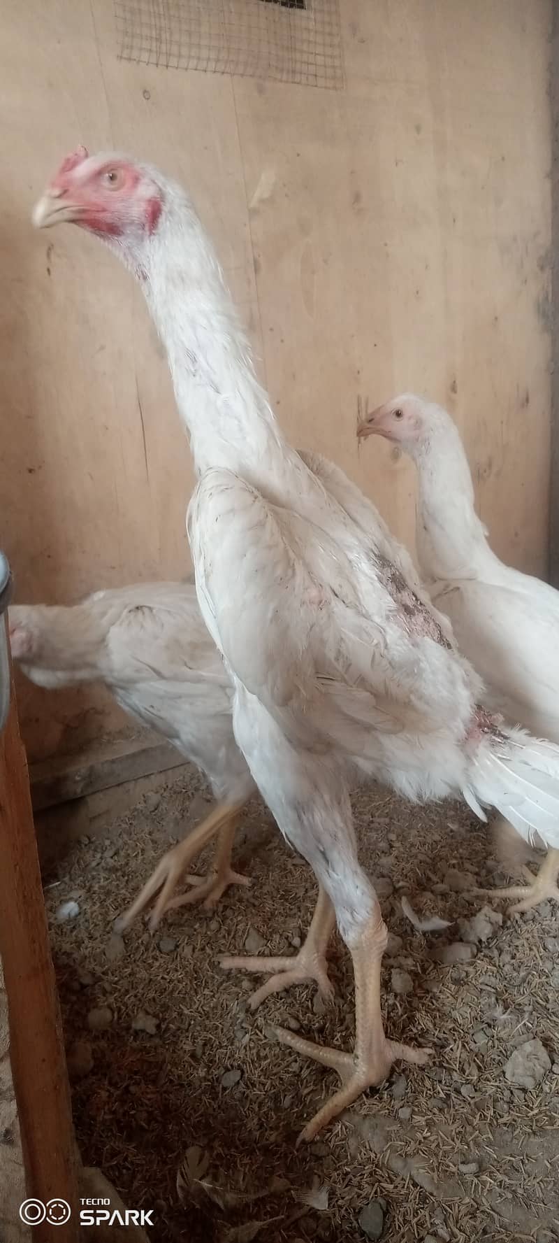 Shamo pathy pathiya chick for sale 0