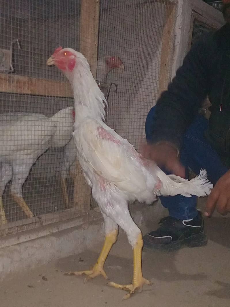 Shamo pathy pathiya chick for sale 1