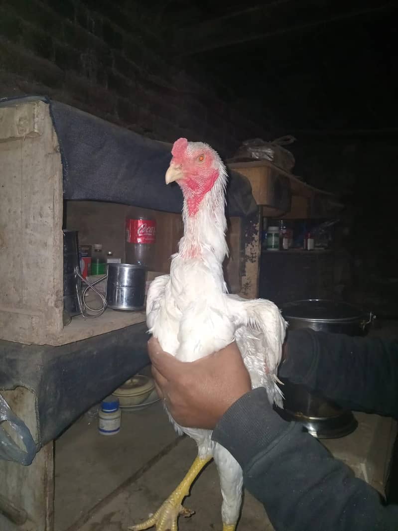 Shamo pathy pathiya chick for sale 2