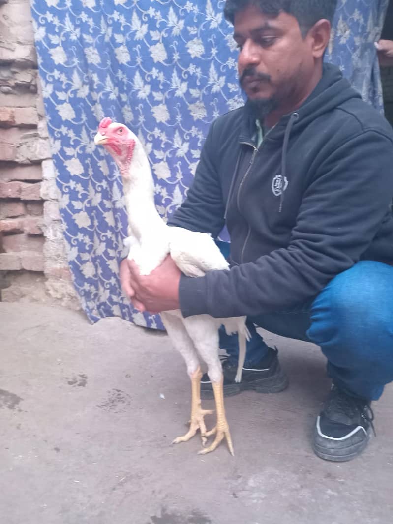 Shamo pathy pathiya chick for sale 3