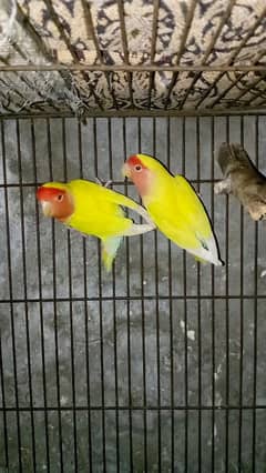 lovebird breeder pair