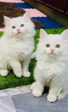 Persian male and female Kittens Ready For New Home