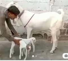 desi betal bakri 2 bachchon ke sath for sale WhatsApp on 0313,4935,145