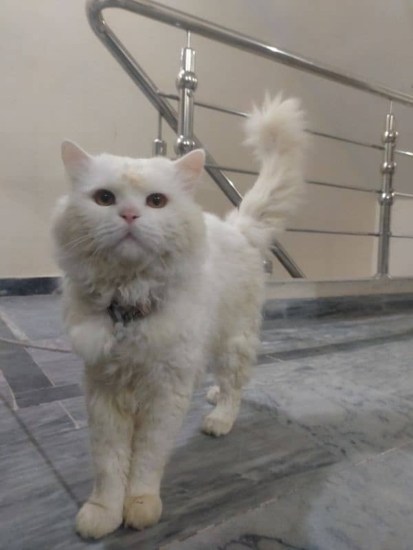 persian cat doll face for sale 2