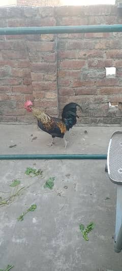 Desi Hen pair