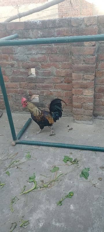 Desi Hen pair 1