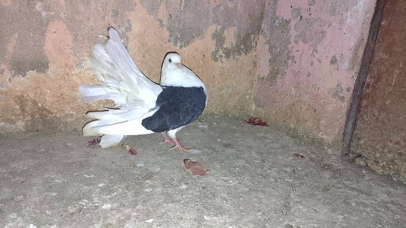 Pigeons For sale 2