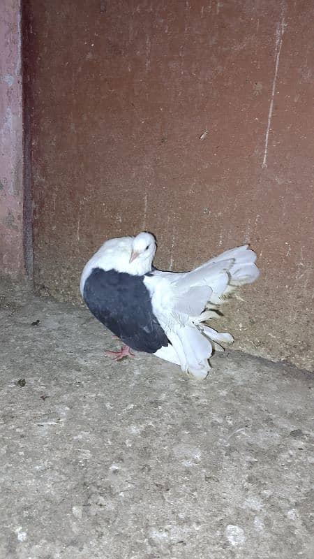 Pigeons For sale 3