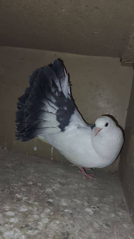 Pigeons For sale 4