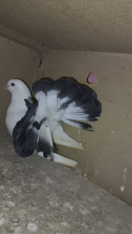 Pigeons For sale 5